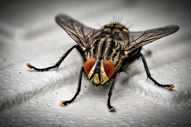 mosche carnivore scatta allarme altamente pericolose