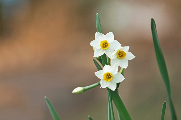 Come coltivare narciso